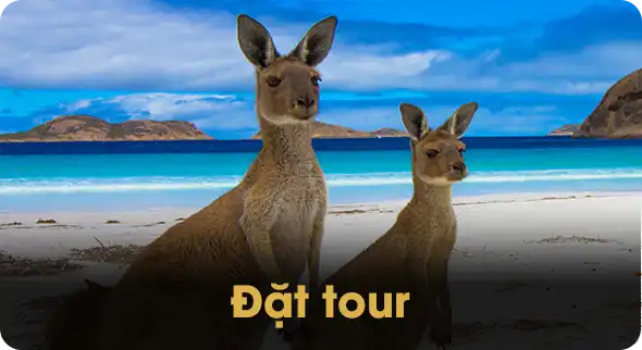 Đặt tour