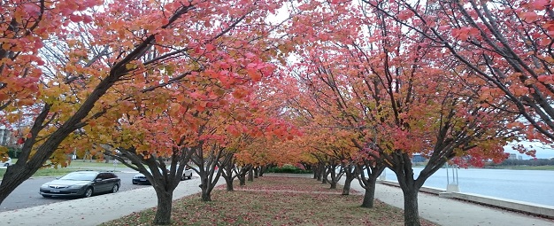 Canberra – on season changing time