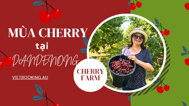 Mùa Cherry tại Dandenong: Một Trải Nghiệm Ngọt Ngào và Thú Vị