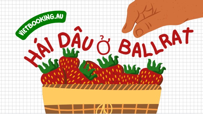 Hái Dâu ở Ballarat – Khám phá hương vị ngọt ngào của thiên nhiên