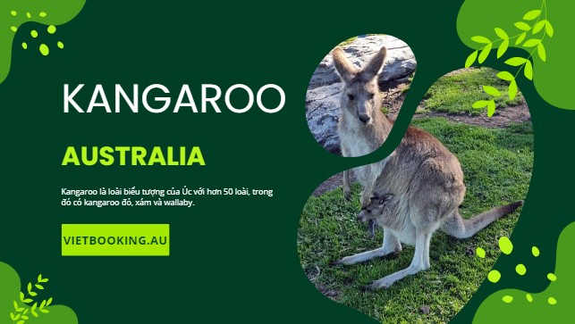 Kangaroo - Biểu tượng sức mạnh và tự nhiên hoang dã của nước Úc