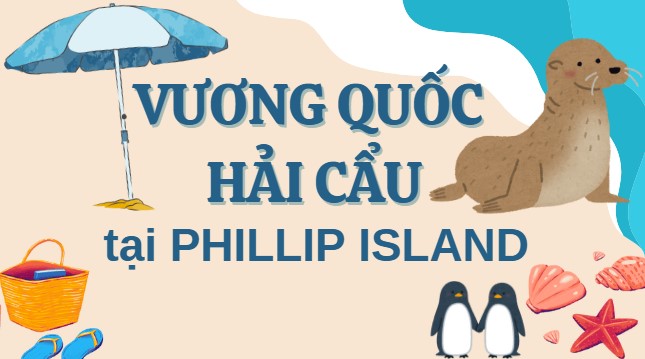 Gặp gỡ Hải cẩu lông tại Thiên đường Phillip Island