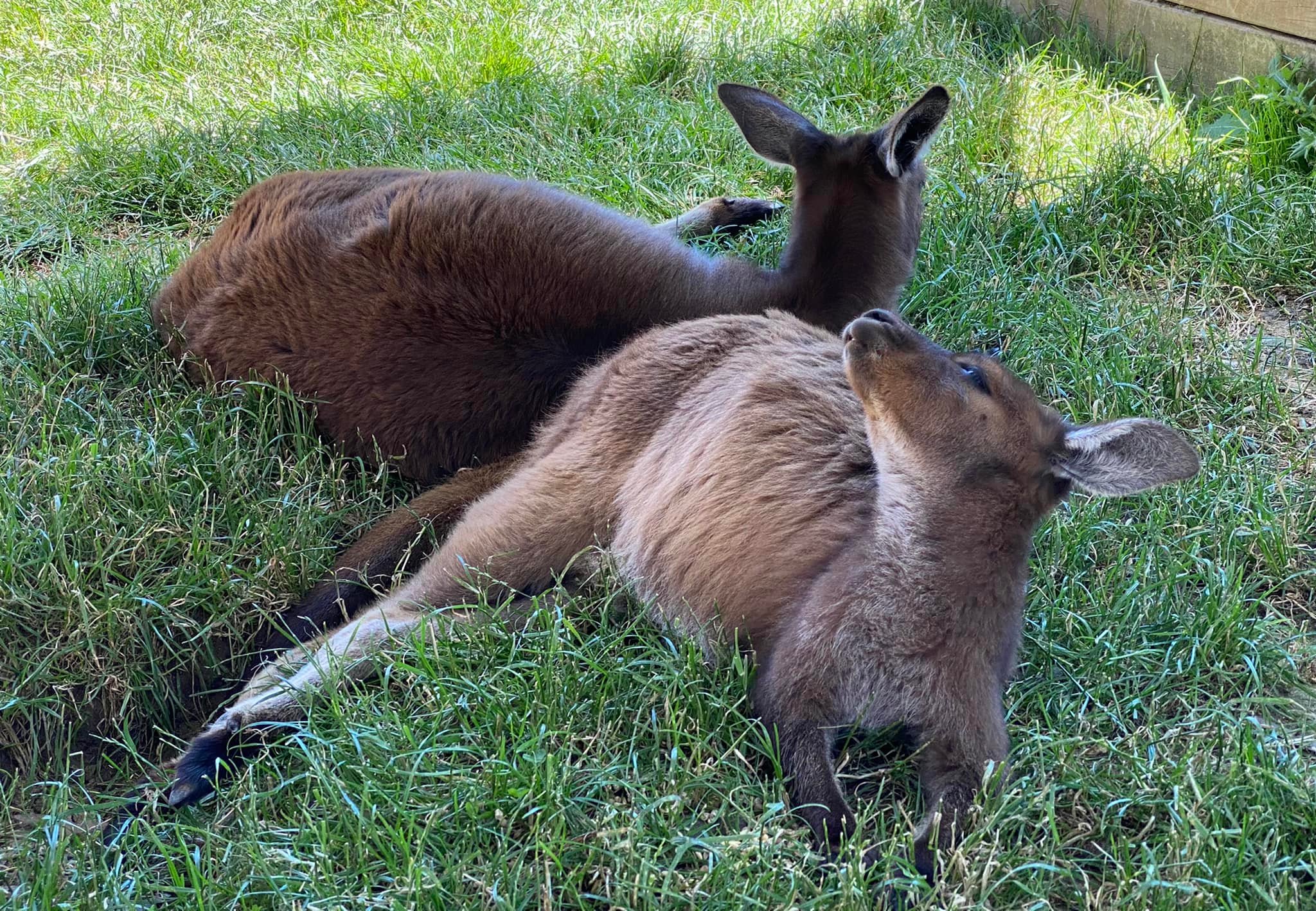 Exploring Ballarat Wildlife