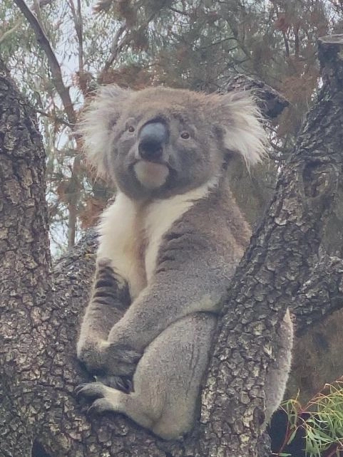 koala-481x642.webp (155 KB)