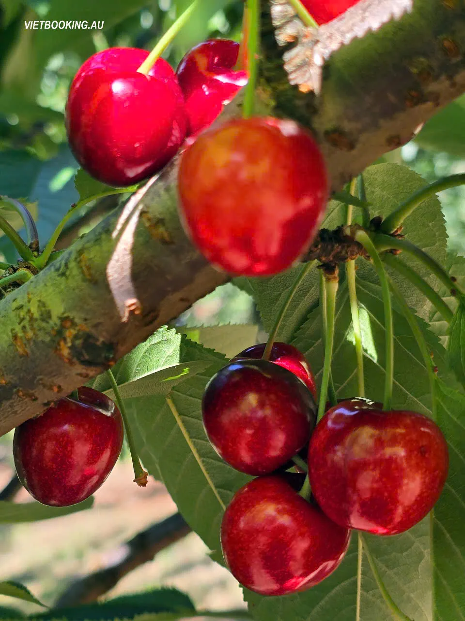 d461a3028df937a76ee861-960x1280.webp (111 KB)