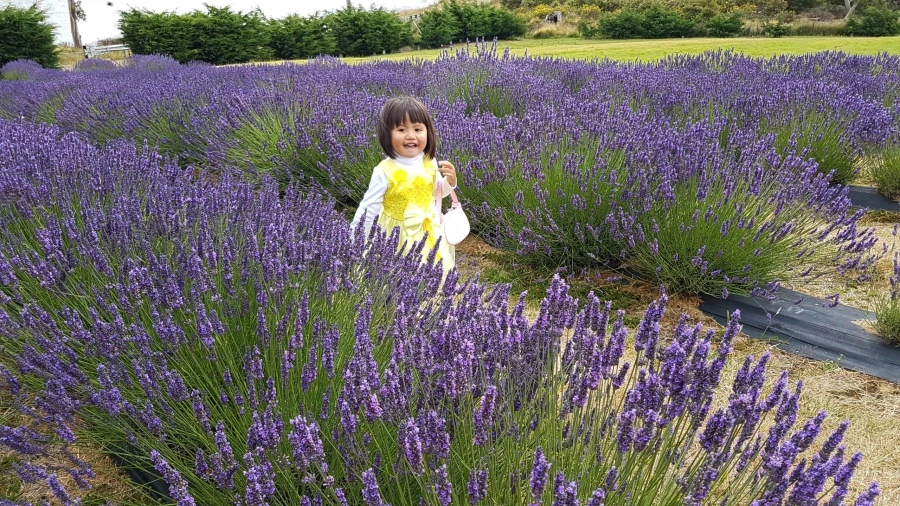 item image 525 album của tour Tasmania 4 Days 3 Nights