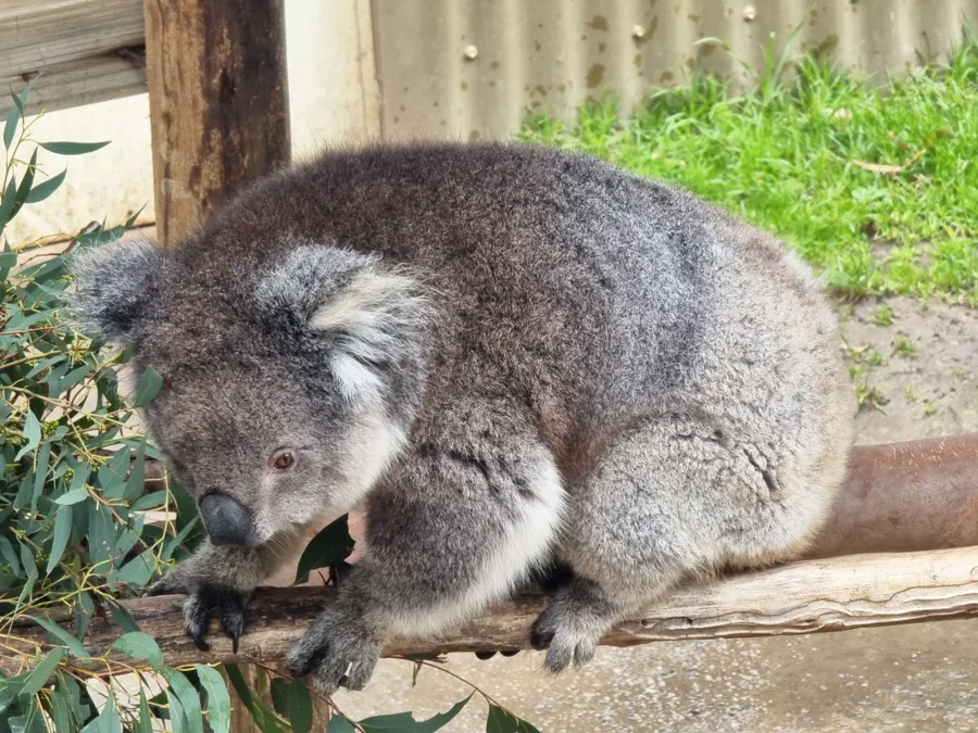 item image 177 album của tour Phillip Island - Penguins - Seals