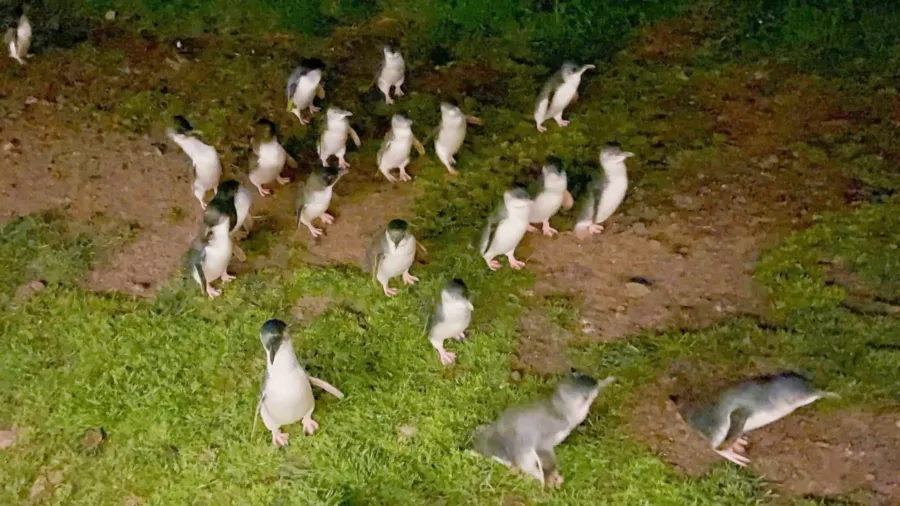 item image 190 album của tour Phillip Island - Penguins - Seals