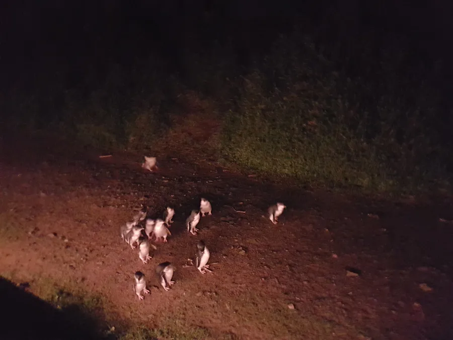 item image 189 album của tour Phillip Island - Penguins - Seals