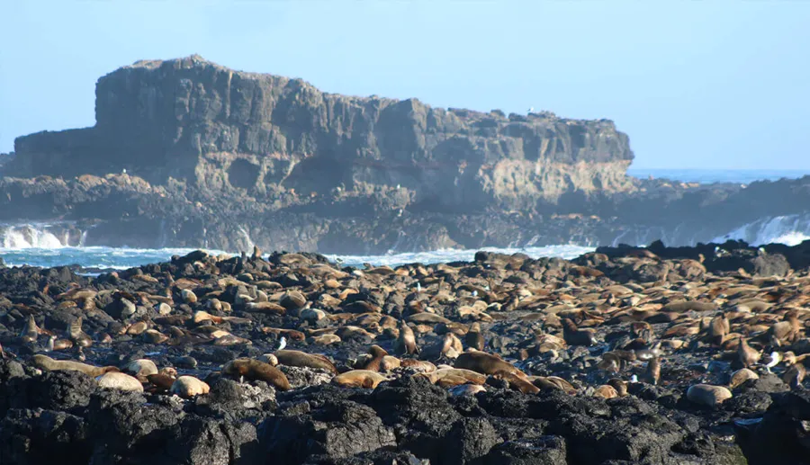 item image 182 album của tour Phillip Island - Penguins - Seals