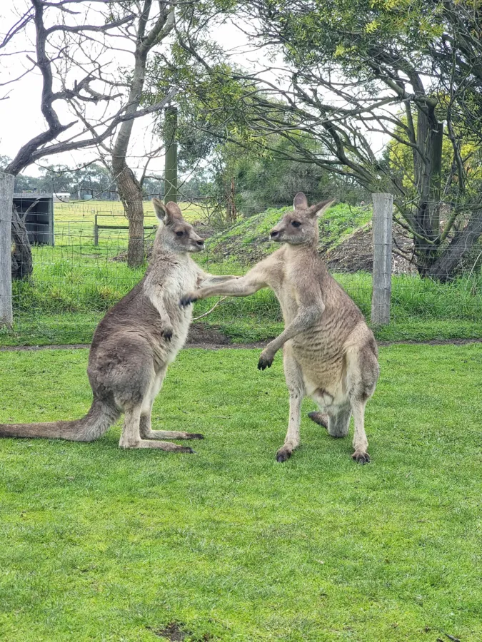 item image 185 album của tour Phillip Island - Penguins - Seals