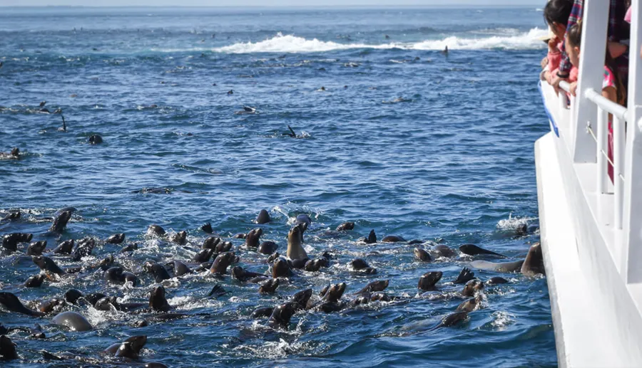 item image 191 album của tour Phillip Island - Penguins - Seals