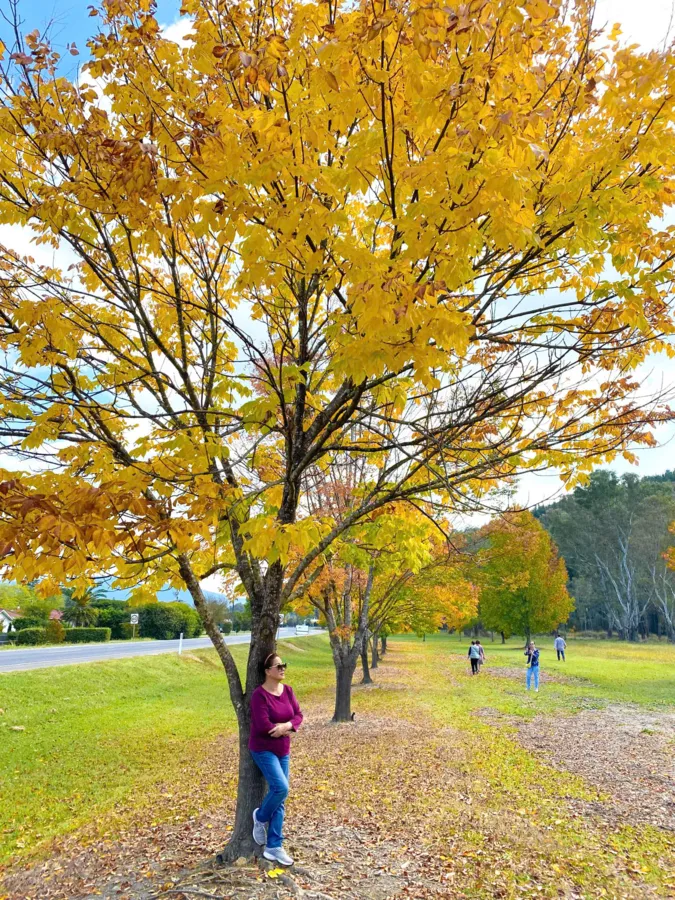 item image 254 album của tour Autumn Leaves of Bright Town