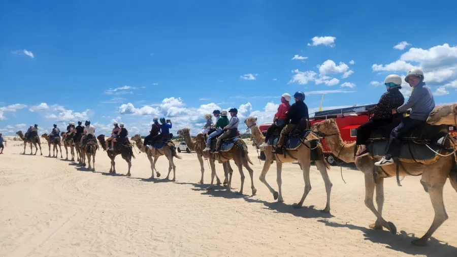 item image 280 album của tour Dolphin Watching – Camel Riding – Nelson Bay