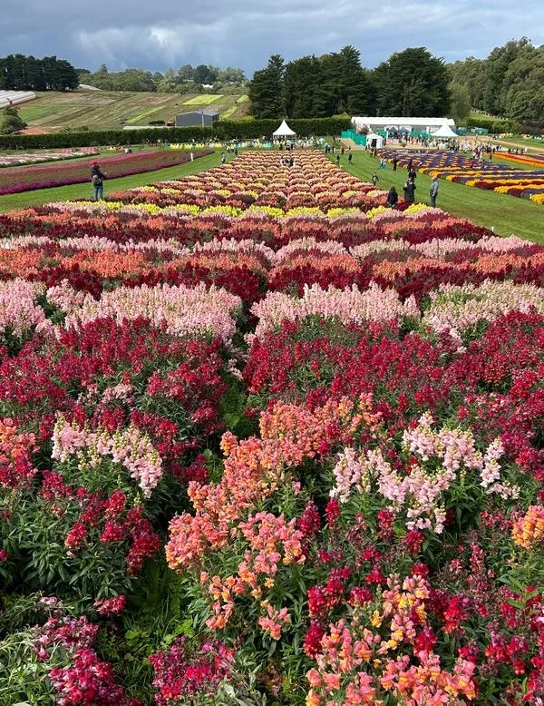 item image 693 album của tour Việt booking - VietBooking - Vbooking - Nông trang Yarra valley và tàu cổ Puffing Billing