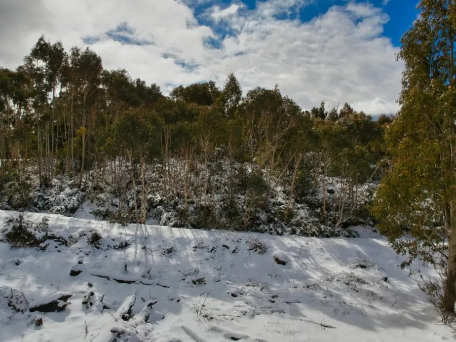 item image 731 album của tour Việt booking - VietBooking - Vbooking - Rừng tuyết Canberra