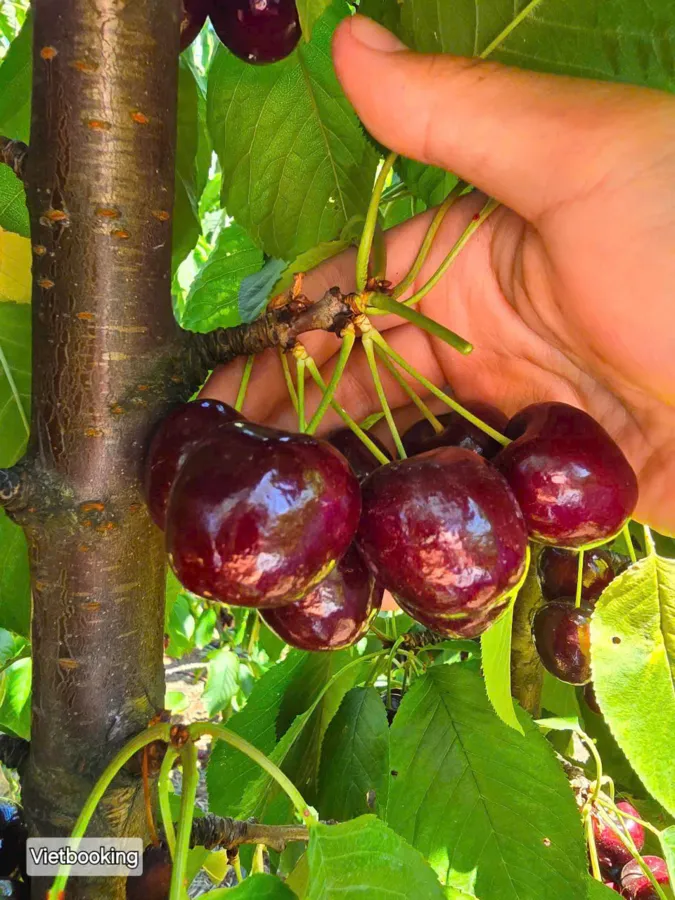 item image 829 album của tour HÁI CHERRY SYDNEY, hái dâu Sydney