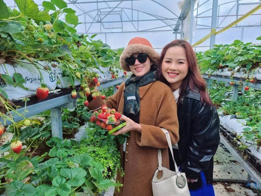 item image 826 album của tour HÁI CHERRY SYDNEY, hái dâu Sydney