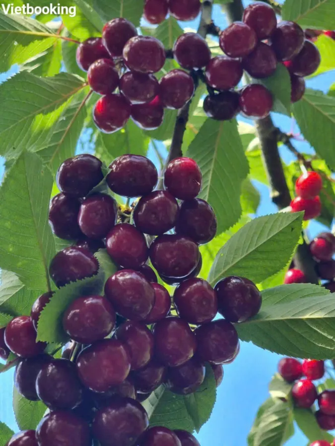 item image 397 album của tour Yarra Valley Farm and Puffing Billy Steam Train