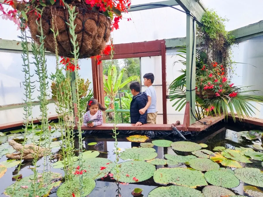 item image 859 album của tour Việt booking - VietBooking - Vbooking - Nông trang Yarra valley và tàu cổ Puffing Billing