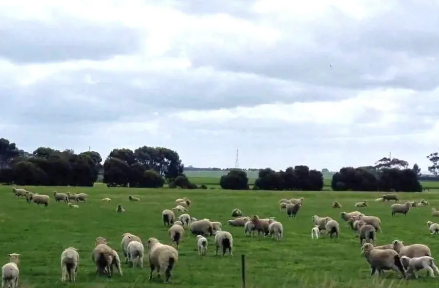 item image 411 album của tour Portland Coast &amp; the Paradise of Mount Gambier