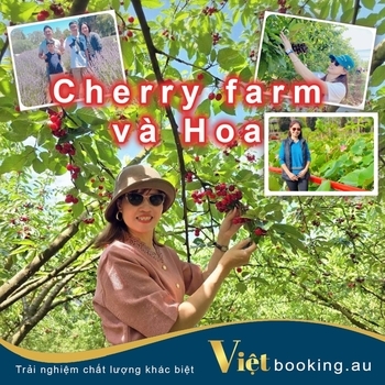Cherry Farm và Hoa