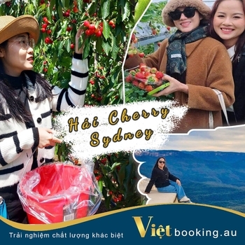 Hái Cherry Sydney