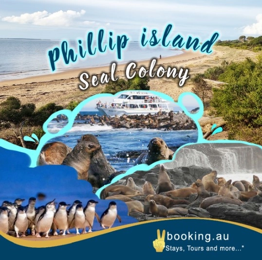 Phillip Island VIP Tour - Seal Kingdom